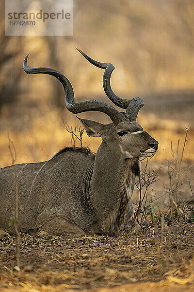 Nahaufnahme eines männlichen  größeren Kudus (Tragelaphus strepsiceros)  der im Schatten im Chobe-Nationalpark auf dem Boden liegt; Chobe  Bostwana