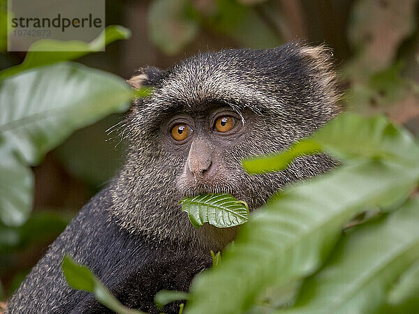 Sykes-Affe (Cercopithecus mitis albogularis) isst an Baumblättern im Lake-Manyara-Nationalpark; Arusha-Region  Tansania