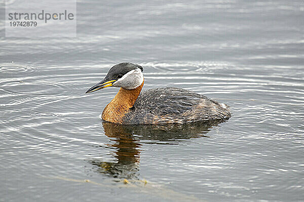 Nahaufnahme eines Rothalstauchers (Podiceps grisegena)  der in einem Teich in der Nähe des 108 Mile Heritage House am Cariboo Highway in British Columbia schwimmt; British Columbia  Kanada