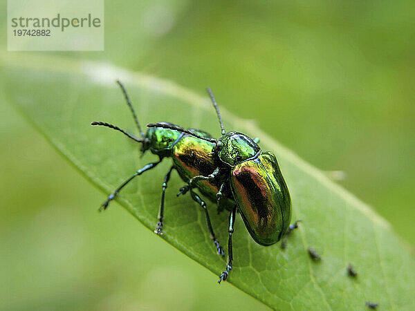 Zwei grün schillernde Hundsgiftkäfer (Chrysochus auratus) werden bei der Paarung gefangen