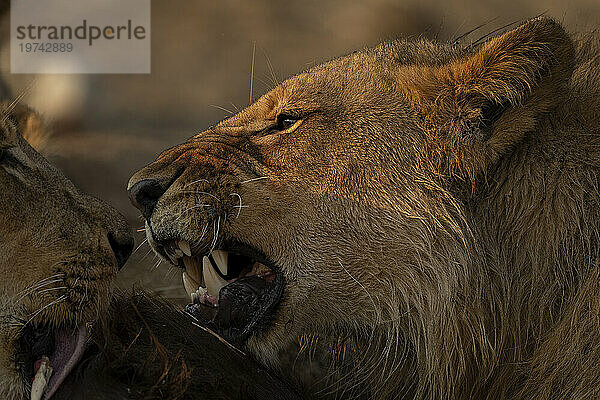 Nahaufnahme eines jungen männlichen Löwen  der sich in der Savanne im Chobe-Nationalpark von Büffeln ernährt; Chobe  Botswana