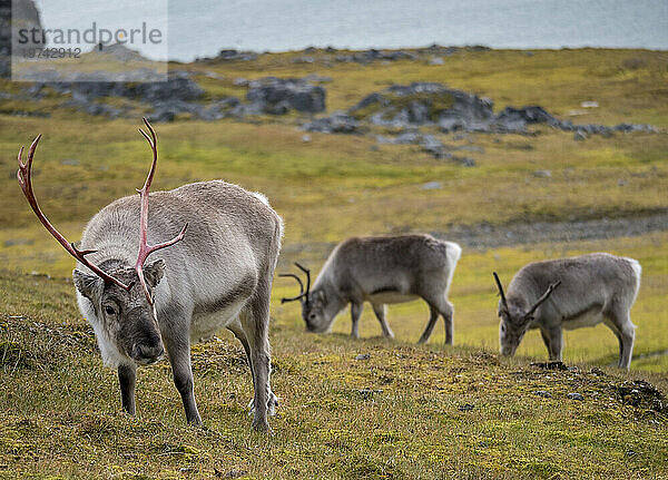 Grasendes Spitzbergen-Rentier (Rangifer tarandus platyrhynchus)  ein Männchen und zwei Weibchen; Spitzbergen  Svalbard  Norwegen