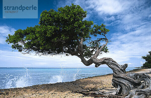 Wellen schlagen an einen Strand mit einem knorrigen Baum; Aruba