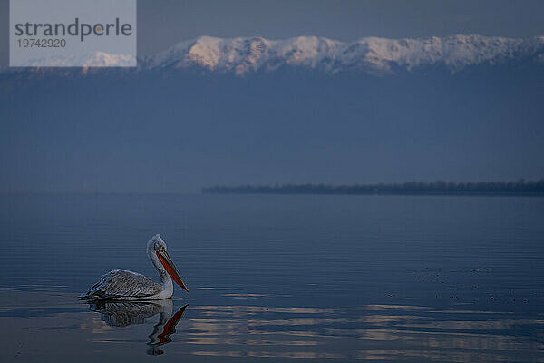 Krauskopfpelikan (Pelecanus Crispus) schwimmt über See in der Nähe schneebedeckter Berge; Zentralmakedonien  Griechenland