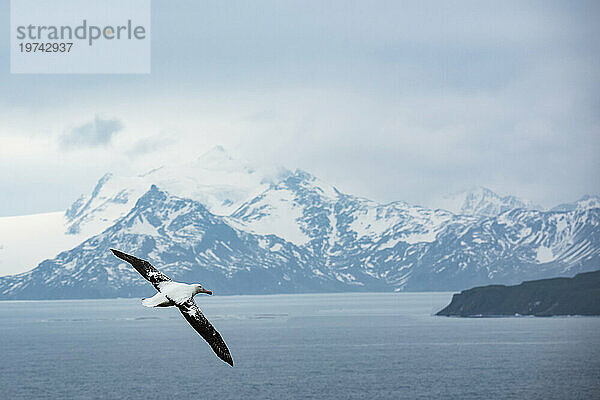 Wanderalbatros (Diomedea exulans) im Flug über dem Ozean; Prion Island  Südgeorgien und die Südlichen Sandwichinseln