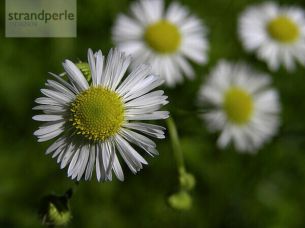 Daisy Fleabane (Erigeron annuus)  eine Wildblume der Blue Ridge Mountains  USA; North Carolina  Vereinigte Staaten von Amerika