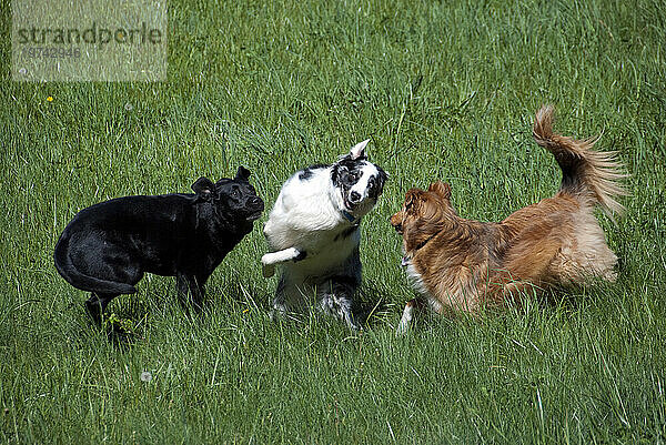 Drei Hunde spielen zusammen auf einer Wiese