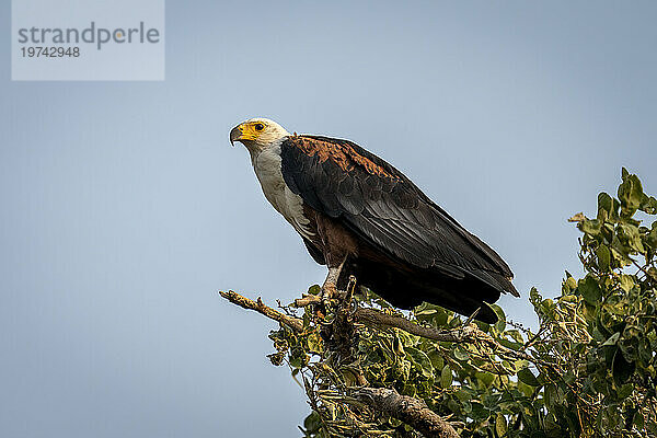 Porträt eines afrikanischen Fischadlers (Haliaeetus vocifer) mit Fanglicht  der auf einem Ast sitzt und vor blauem Himmel über die Savanne im Chobe-Nationalpark blickt; Chobe  Botswana