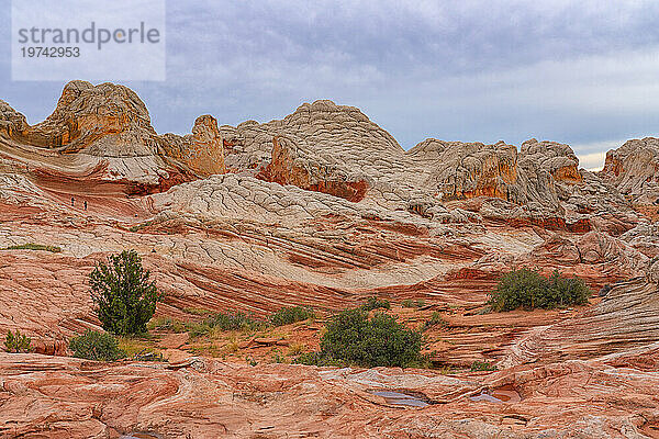 Riesige rote Felsformationen aus Navajo-Sandstein  auch Brain Rocks genannt  mit spärlich wachsenden Pflanzen  die unter einem bewölkten Himmel grüne Flecken in der wundersamen Gegend von White Pocket mit ihren fremdartigen Landschaften aus erstaunlichen Linien  Konturen und Formen hinzufügen; Arizona  Vereinigte Staaten von Amerika