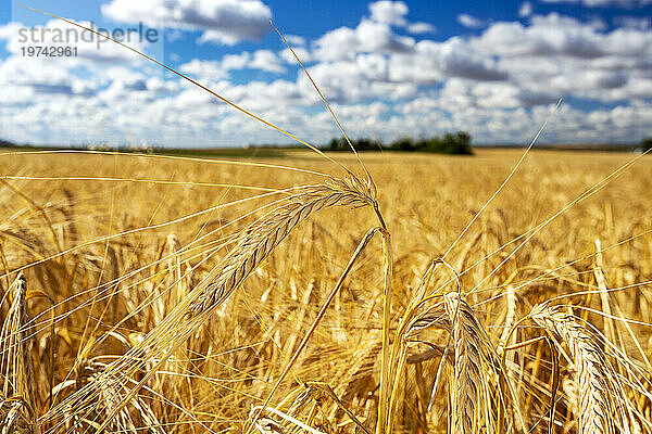 Nahaufnahme eines goldenen Gerstenkopfes (Hordeum vulgare) auf einem Feld mit blauem Himmel und bauschigen  weißen Wolken; Östlich von Airdrie  Alberta  Kanada