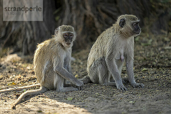 Nahaufnahmeporträt von zwei Meerkatzen (Chlorocebus pygerythrus)  die auf sandigem Boden unter einem Baum im Chobe-Nationalpark sitzen; Chobe  Botswana