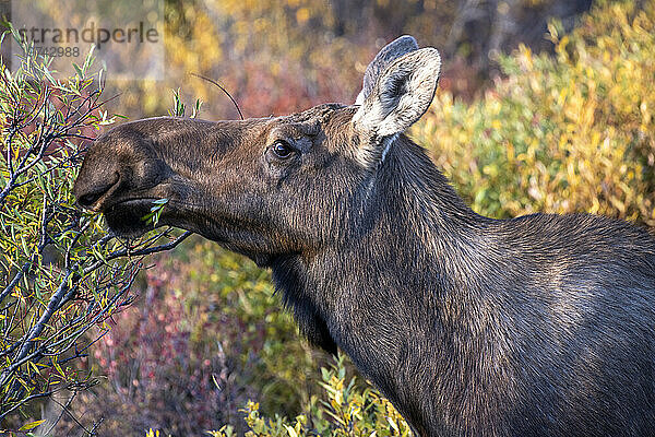 Nahaufnahme einer Elchkuh (Alces alces)  die Weidenblätter mit buntem Herbstlaub im Hintergrund im Denali-Nationalpark durchstöbert; Denali National Park & ??Preserve  Inneres Alaska  Alaska  Vereinigte Staaten von Amerika