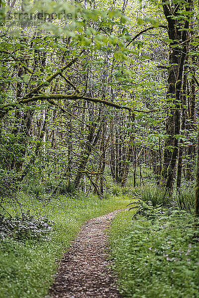 Wanderweg durch Frühlingswachstum in einem Parkgebiet im Millersylvania State Park im Westen Washingtons  USA; Washington  Vereinigte Staaten von Amerika