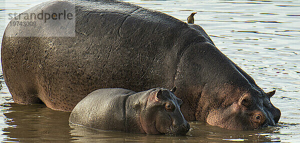 Nilpferd (Hippopotamus amphibius) und Baby im Serengeti-Nationalpark  Tansania; Tansania