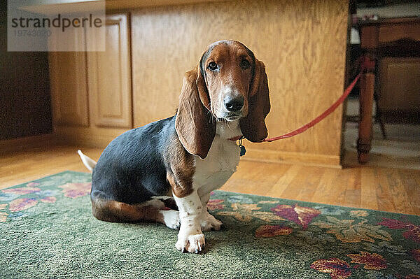 Porträt eines Basset; Lincoln  Nebraska  Vereinigte Staaten von Amerika