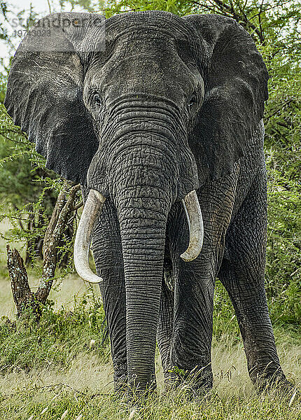 Nahaufnahme eines männlichen Elefanten (Loxodonta africana) mit großen Stoßzähnen  der im Busch auf Chief's Island steht; Okavangodelta  Botswana