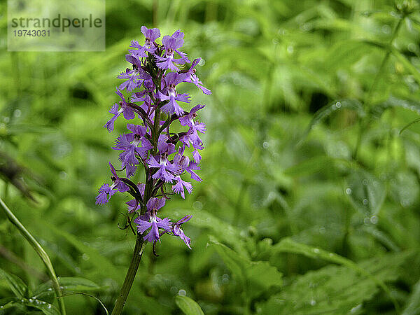 Kleine Orchideenblüte mit violetten Fransen (Platanthera psycodes); North Carolina  Vereinigte Staaten von Amerika