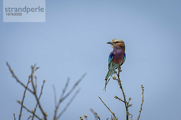 Porträt einer Fliederbrustwalze (Coracias caudatus)  die auf einem dünnen Ast auf Baumwipfeln vor blauem Himmel thront und den Kopf dreht  mit Fanglicht  Chobe-Nationalpark; Chobe  Botswana