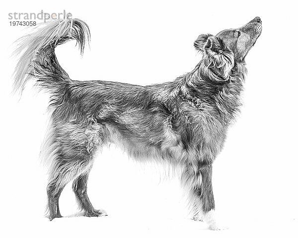 Portrait of a mixed breed dog standing in snow looking up  against a white background