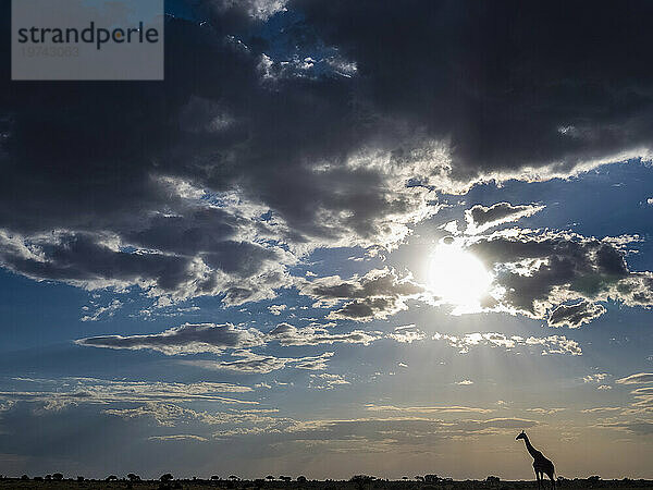 Masai-Giraffe (Giraffa camelopardalis tippelskirchii)  die in der Ferne im Serengeti-Nationalpark von der Sonne umrahmt wird; Kogatende  Tansania