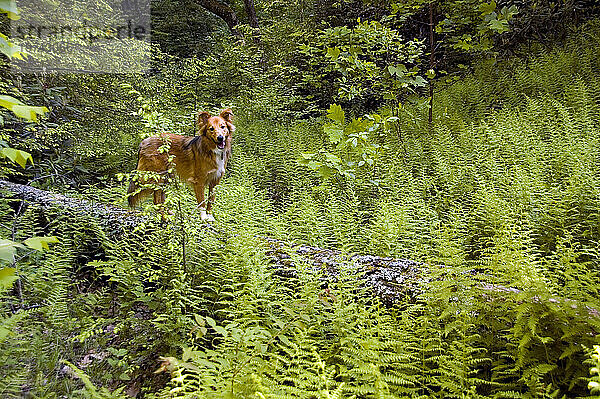 Der Mischlingshund Collie Golden Retriever steht auf einem Baumstamm zwischen Farnen in einem Waldgebiet