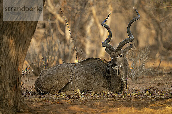 Nahaufnahme eines männlichen  größeren Kudus (Tragelaphus strepsiceros)  der im Schatten unter einem Baum im Chobe-Nationalpark auf dem Boden liegt; Chobe  Bostwana