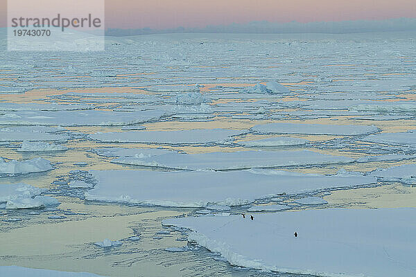 Pinguine auf gebrochenem Meereis im Crystal Sound bei Sonnenaufgang; Antarktis