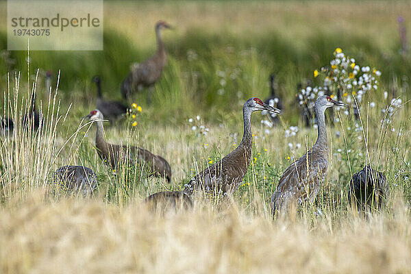 Kanadakraniche (Antigone canadensis) und Wildblumen in einem Wasservogelschutzgebiet; Fairbanks  Alaska  Vereinigte Staaten von Amerika