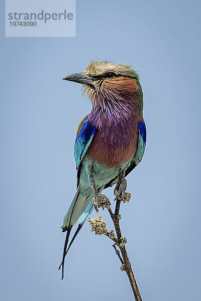 Porträt einer Fliederbrustwalze (Coracias caudatus)  die auf einem dünnen Ast sitzt und den Kopf dreht  Chobe-Nationalpark; Chobe  Botswana