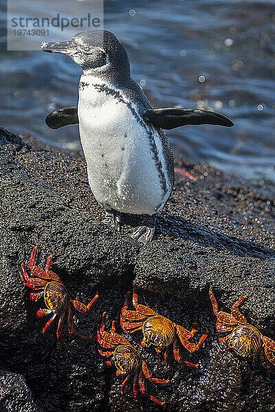 Galapagos-Pinguin (Spheniscus mendiculus) und Sally-Lichtfußkrabbe (Grapsus grapsus) auf der Insel Fernandina; Insel Fernandina  Galapagos-Inseln  Ecuador