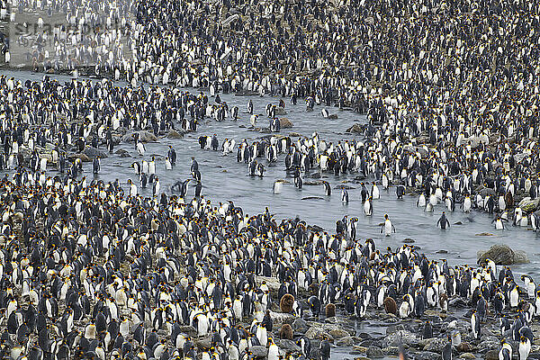 Königspinguine (Aptenodytes patagonicus) in der St. Andrews Bay auf South Georgia Island; Insel Südgeorgien