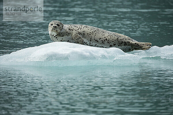 Seehund (Phoca vitulina) ruht auf einem Stück schwimmendem Eis  in der Nähe des Dawes-Gletschers  Endicott Arm-Fords Terror Wilderness  Inside Passage  Alaska  USA; Alaska  Vereinigte Staaten von Amerika