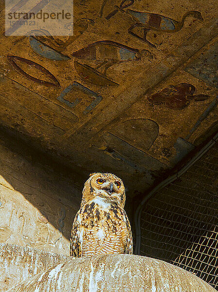 Nahaufnahme eines Pharao-Wüstenadlers (Bubo ascalaphus)  eines der heiligen Symbole der ägyptischen Hieroglyphen  der unter einer Steindecke mit Basrelief-Hieroglyphen im Tempel des Horus thront; Edfu  Ägypten  Nordafrika