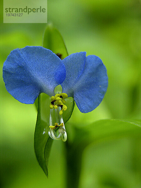 Asiatische Tagblume (Commelina communis)  eine Wildblume der Blue Ridge Mountains; North Carolina  Vereinigte Staaten von Amerika