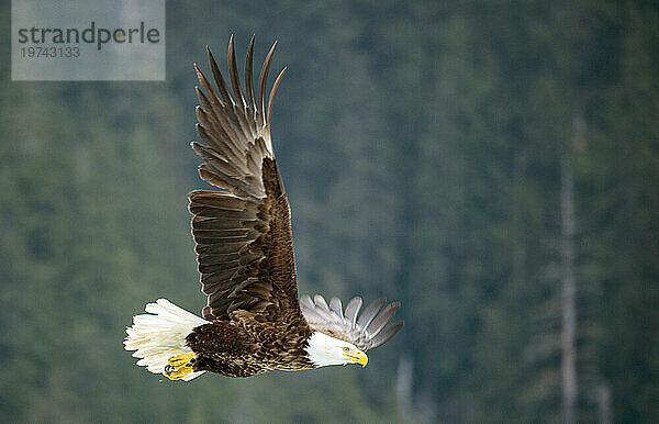 Weißkopfseeadler (Haliaeetus leucocephalus) im Flug mit einem Wald im Hintergrund  in der Nähe von Petersburg  Inside Passage  Alaska  USA; Alaska  Vereinigte Staaten von Amerika