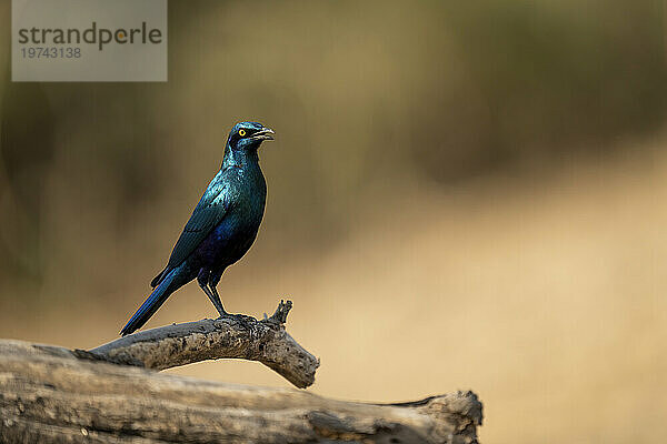 Nahaufnahme eines Blauohrstars (Lamprotornis chalybaeus)  der auf einem toten Ast in der Sonne im Chobe-Nationalpark steht; Chobe  Botswana