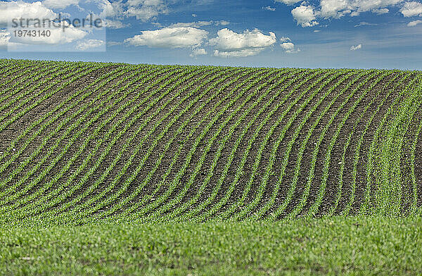 Linien eines frühen Korns auf einem sanften Hügel mit blauem Himmel und Wolken; Östlich von Airdrie  Alberta  Kanada