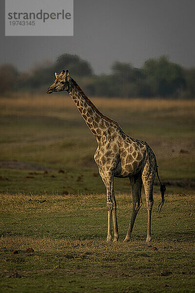 Porträt einer weiblichen Südlichen Giraffe (Giraffa giraffa)  die auf kurzem Gras in der Savanne im Chobe-Nationalpark steht; Chobe  Botswana