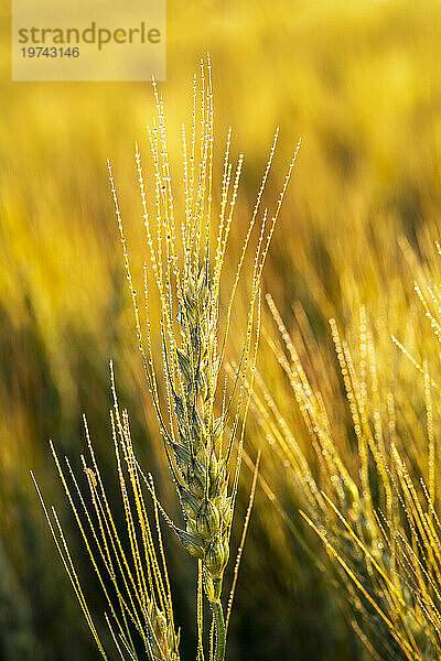 Nahaufnahme eines Weizenkopfes (Triticum)  der auf einem Feld mit Wassertropfen wächst und bei Sonnenaufgang im warmen Licht leuchtet; Östlich von Calgary  Alberta  Kanada