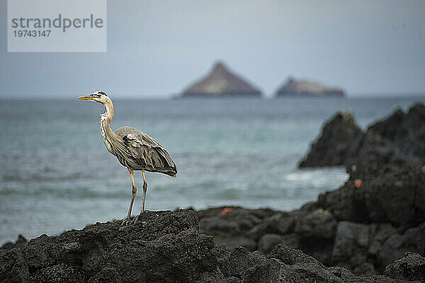 Großer Blaureiher (Ardea hoerodias) am Cerro Dragon auf der Insel Santa Cruz; Insel Santa Cruz  Galapagos-Inseln  Ecuador