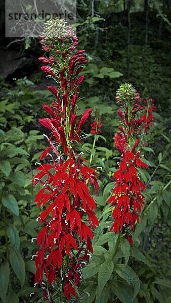 Kardinalblumen (Lobelia Cardinalis) blühen