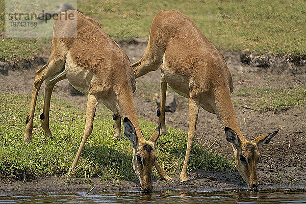 Nahaufnahme zweier weiblicher Impalas (Aepyceros melampus) beim Trinkwasser im Chobe-Nationalpark; Chobe  Bostwana