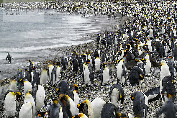 Königspinguine (Aptenodytes patagonicus) am Strand von St. Andrews Bay auf South Georgia Island; Insel Südgeorgien