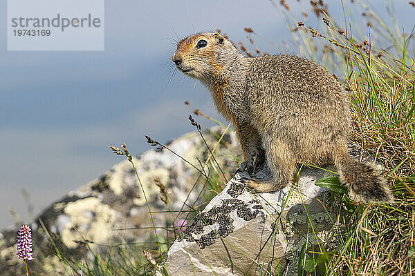 Richardson-Ziesel (Urocitellus richardsonii)  auch bekannt als Siqsiq  gesehen entlang des Dempster Highway im Yukon; Yukon  Kanada