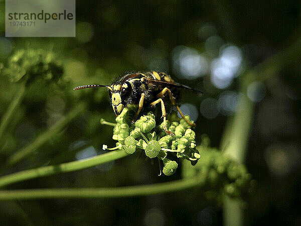 Insekten krabbeln auf einer grünen blühenden Pflanze