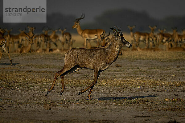 Nahaufnahme einer Pferdeantilope (Hippotragus equinus)  die im Chobe-Nationalpark an einer Herde Impalas (Aepyceros melampus) vorbeigaloppiert; Chobe  Botswana