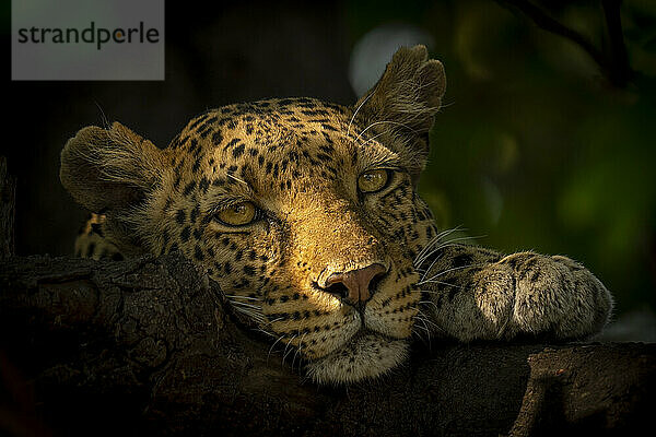 Nahaufnahme eines Leopardenweibchens (Panthera pardus)  das im gesprenkelten Sonnenlicht liegt  den Kopf auf einen Ast ruht und im Chobe-Nationalpark in die Kamera schaut; Chobe  Botswana