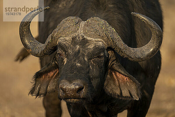 Nahaufnahme des Gesichts und der Hörner eines Kapbüffels (Syncerus caffer caffer) im Chobe-Nationalpark; Chobe  Bostwana