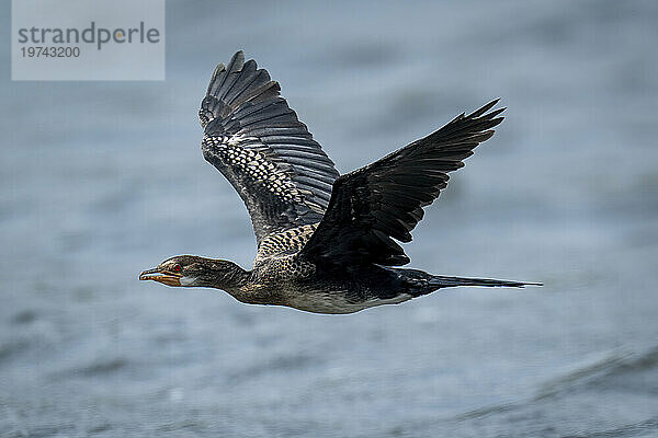 Nahaufnahme eines Rohrkormorans (Microcarbo africanus)  der über einen Fluss fliegt und seine Flügel ausbreitet  Chobe-Nationalpark; Chobe  Botswana