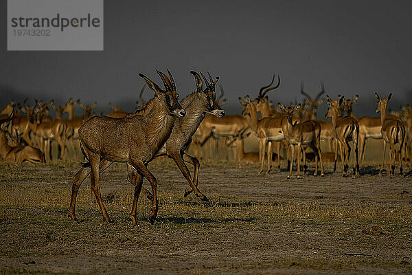 Nahaufnahme zweier Pferdeantilopen (Hippotragus equinus)  die im Chobe-Nationalpark an einer Herde Impalas (Aepyceros melampus) vorbeigaloppieren; Chobe  Botswana